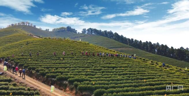 有关于宣城广德:春茶溢新香 茶农备采忙的消息