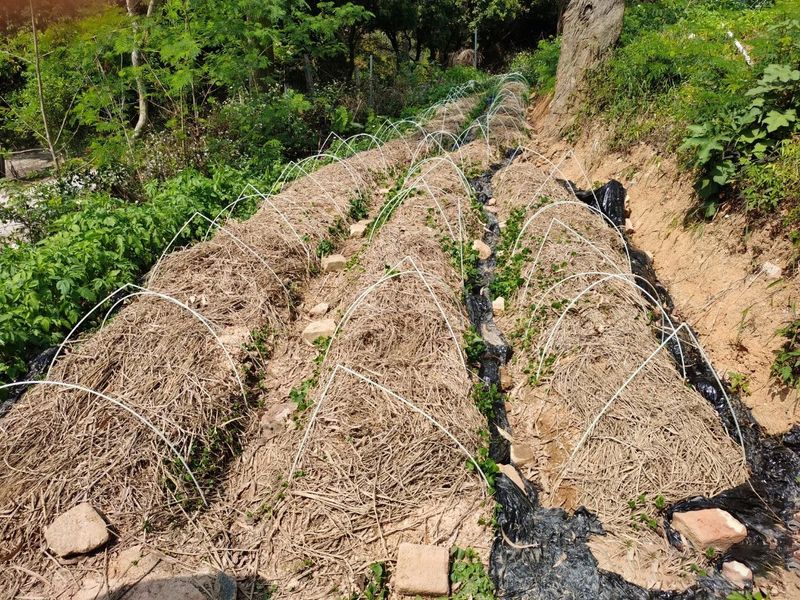 有关于鹤山积极探索茶下经济模式 构建特色低碳生态立体茶园的资讯(4)