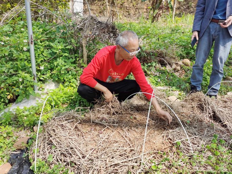 有关于鹤山积极探索茶下经济模式 构建特色低碳生态立体茶园的资讯(3)