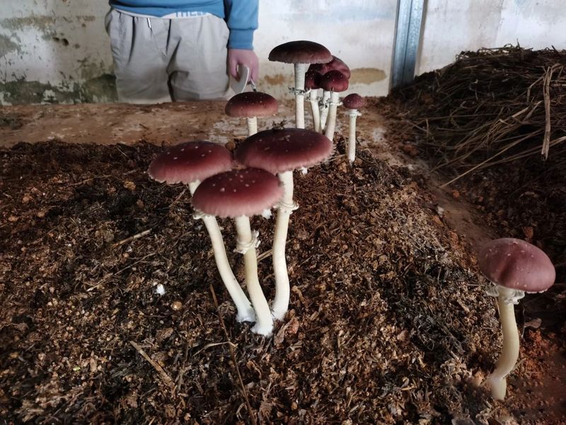 有关于鹤山积极探索茶下经济模式 构建特色低碳生态立体茶园的资讯(1)