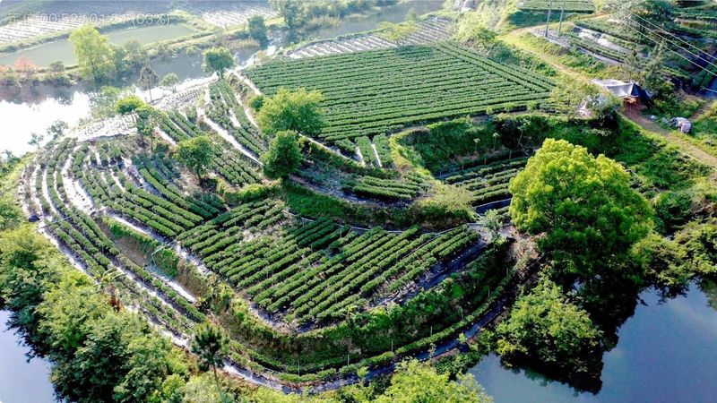 有关于鹤山积极探索茶下经济模式 构建特色低碳生态立体茶园的资讯