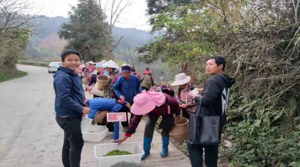 关于孟彦镇: 抢抓时节茶园忙 茶农采摘促增收的资讯(2)