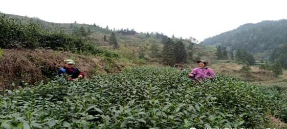 关于孟彦镇: 抢抓时节茶园忙 茶农采摘促增收的资讯