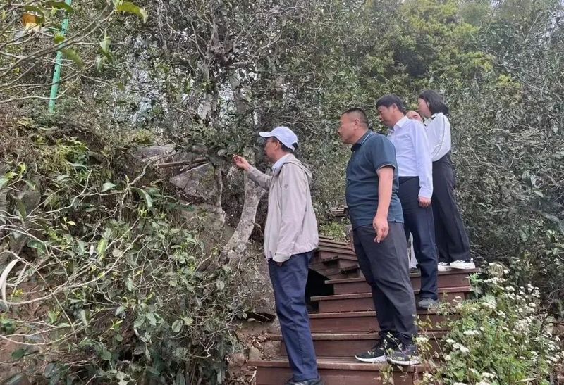 有关于专家学者齐聚临沧 共话云茶产业高质量发展的信息(3)