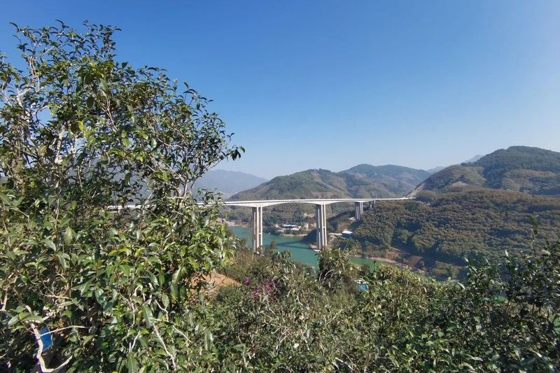 有关于专家学者齐聚临沧 共话云茶产业高质量发展的信息(2)