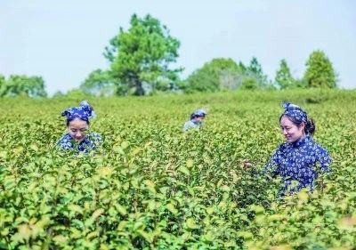 有关于江苏南京春茶开采，产量略低价格不涨的信息