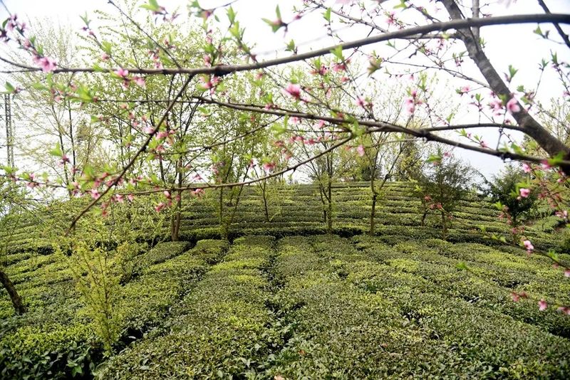 有关于晴隆县沙子镇：花开春茶香 茶农采茶忙的消息