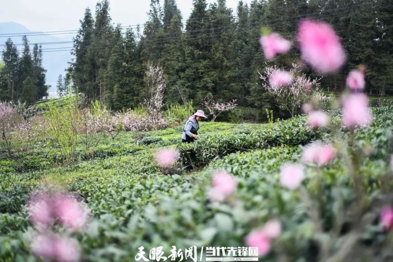 有关于晴隆县沙子镇：花开春茶香 茶农采茶忙的消息(3)