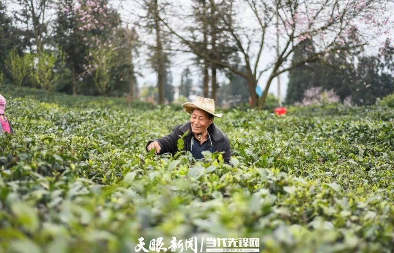 有关于晴隆县沙子镇：花开春茶香 茶农采茶忙的消息(2)