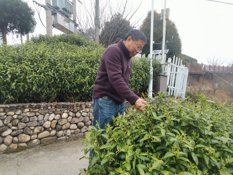 有关于新昌县开展寻茶记“精品茶宕”评选活动的资讯(2)