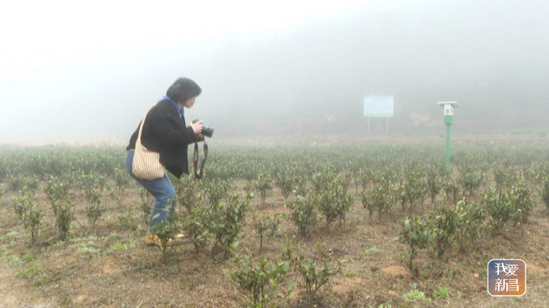 有关于新昌县开展寻茶记“精品茶宕”评选活动的资讯(6)