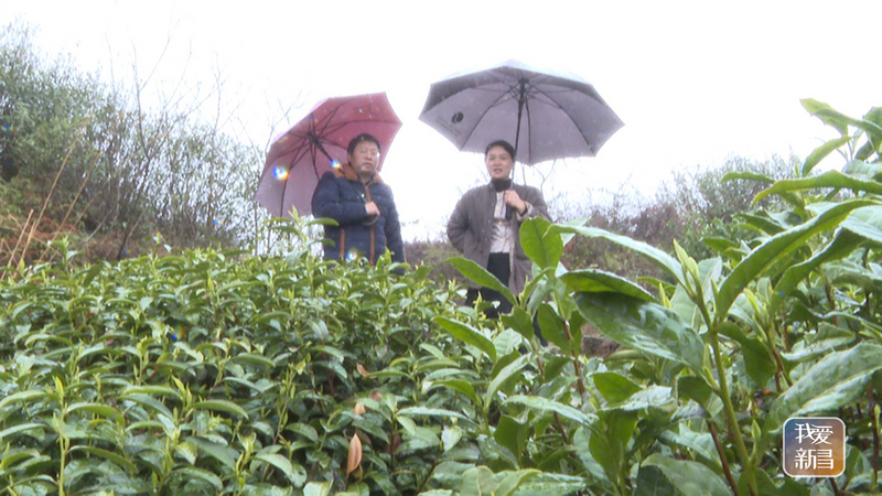 有关于新昌县开展寻茶记“精品茶宕”评选活动的资讯(5)