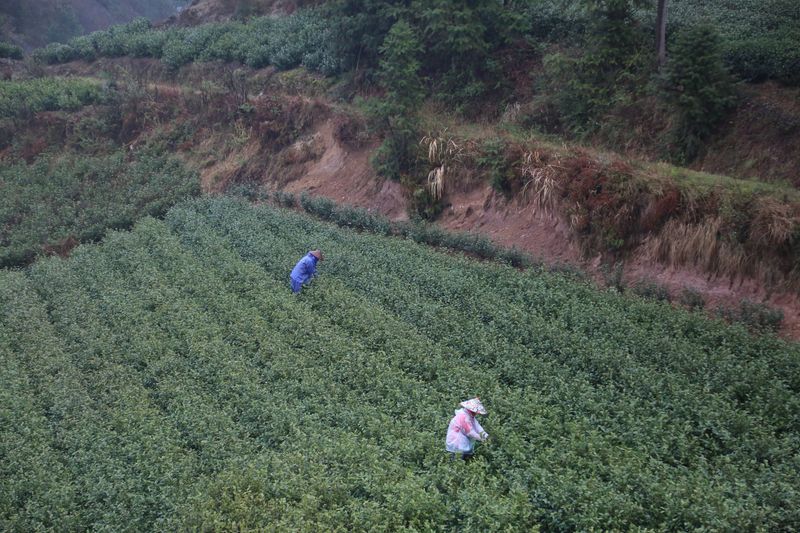 有关于新昌县开展寻茶记“精品茶宕”评选活动的资讯(7)