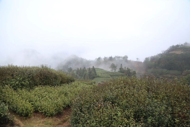 有关于新昌县开展寻茶记“精品茶宕”评选活动的资讯(8)