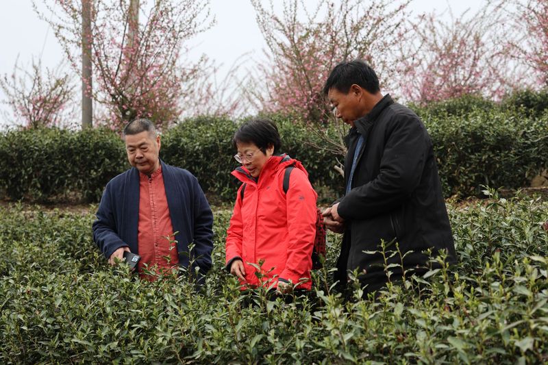 有关于新昌县开展寻茶记“精品茶宕”评选活动的资讯