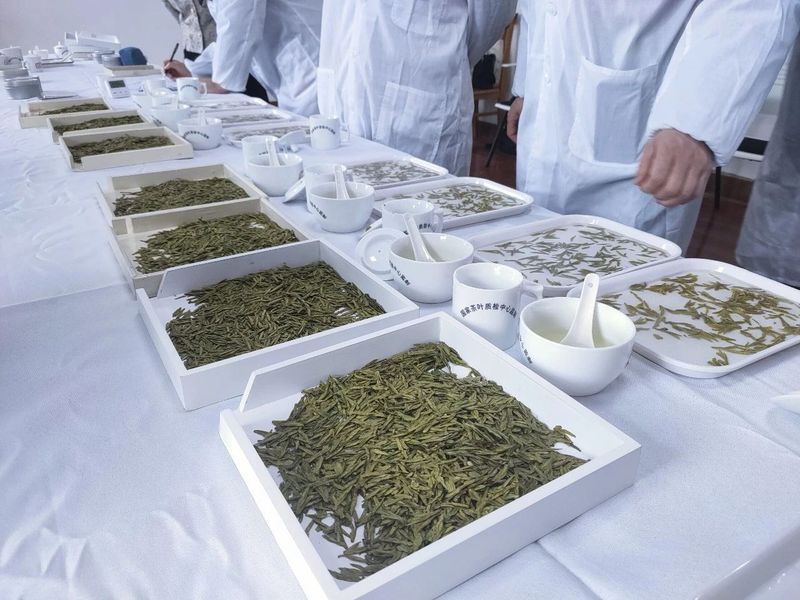 关于2023年新昌县首批大佛龙井精品茶评审出炉！的相关内容(4)