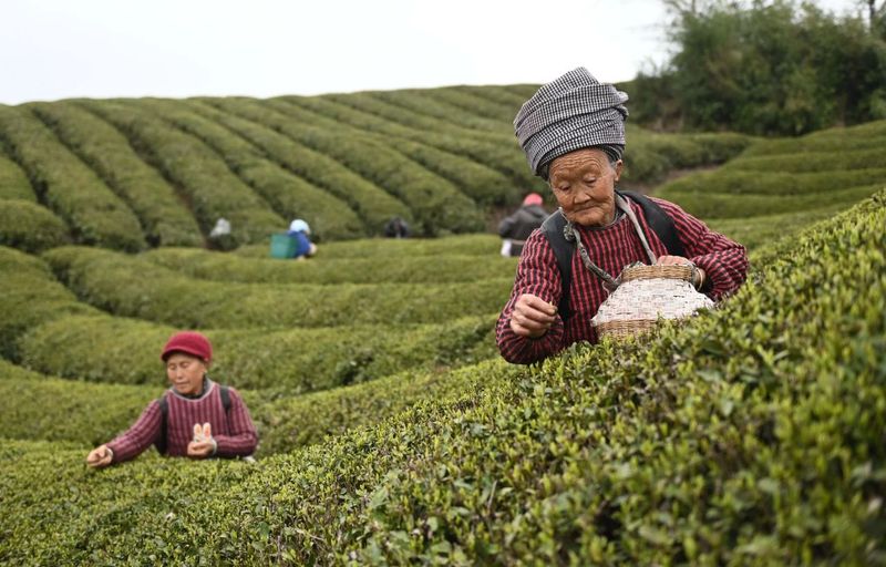 有关于松桃正大镇：“一村一品”茶叶产业助振兴的消息(5)
