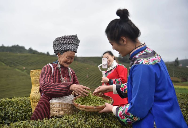 有关于松桃正大镇：“一村一品”茶叶产业助振兴的消息(8)