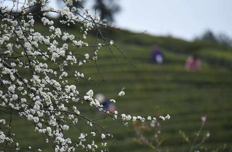 有关于松桃正大镇：“一村一品”茶叶产业助振兴的消息(7)