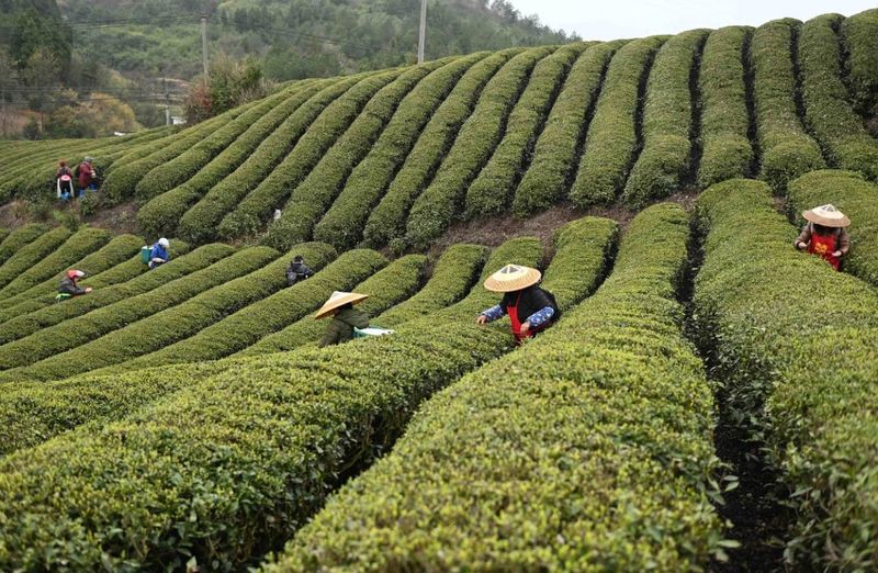 有关于松桃正大镇：“一村一品”茶叶产业助振兴的消息(4)