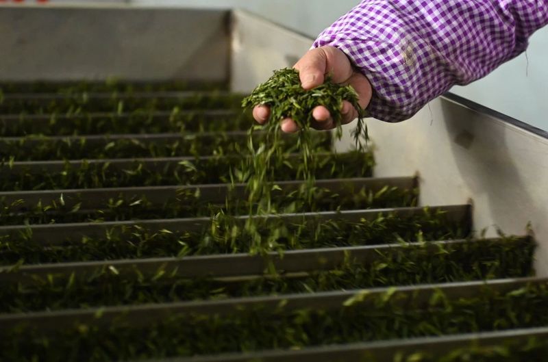 有关于松桃正大镇：“一村一品”茶叶产业助振兴的消息(6)