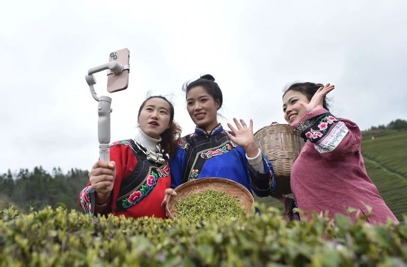 有关于松桃正大镇：“一村一品”茶叶产业助振兴的消息(1)