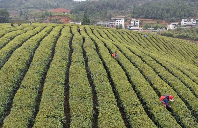 有关于松桃正大镇：“一村一品”茶叶产业助振兴的消息