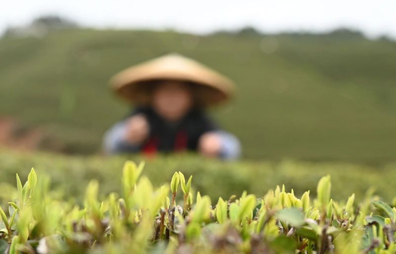 有关于松桃正大镇：“一村一品”茶叶产业助振兴的消息(3)