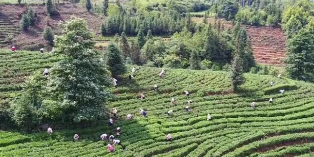关于贞丰10万亩茶园进入采摘高峰期的相关信息(1)