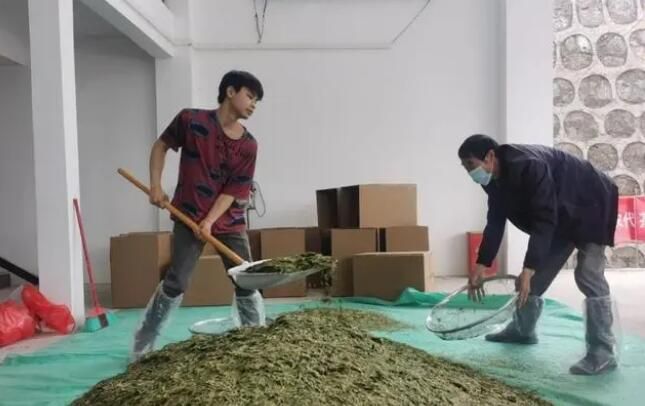 关于贞丰10万亩茶园进入采摘高峰期的相关信息(3)