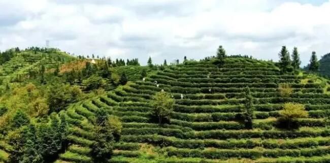 关于贞丰10万亩茶园进入采摘高峰期的相关信息(4)