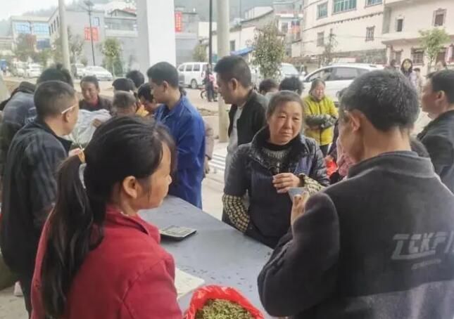 关于贞丰10万亩茶园进入采摘高峰期的相关信息