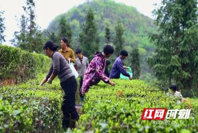 关于临武：阳春三月 采春茶的最新消息