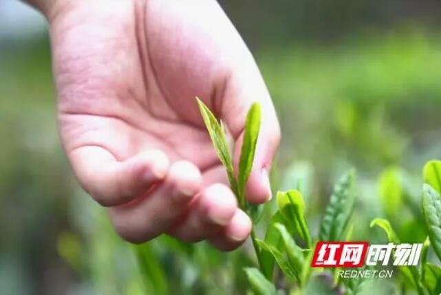关于临武：阳春三月 采春茶的最新消息(1)