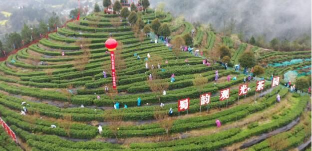 关于巧手飞舞​，匠心传承，川渝74名能手来万竞逐茶叶技能大赛的最新消息(1)