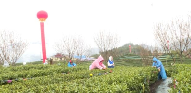 关于巧手飞舞​，匠心传承，川渝74名能手来万竞逐茶叶技能大赛的最新消息(3)