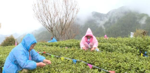 关于巧手飞舞​，匠心传承，川渝74名能手来万竞逐茶叶技能大赛的最新消息(2)
