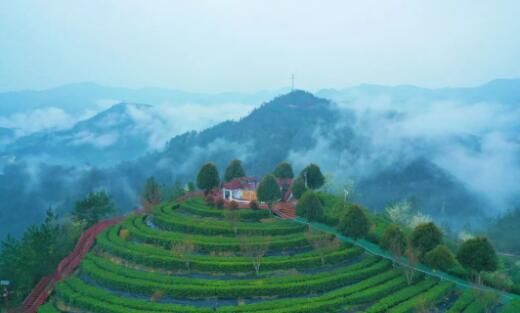 关于巧手飞舞​，匠心传承，川渝74名能手来万竞逐茶叶技能大赛的最新消息(6)