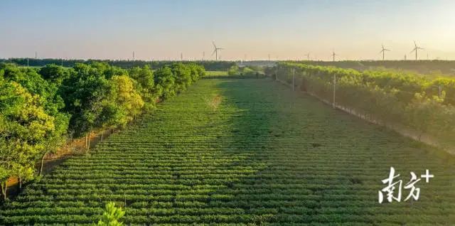 有关于指尖撷取“春之味”！“菠萝的海”旁边的3000亩春茶开摘的内容(1)