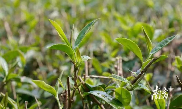有关于指尖撷取“春之味”！“菠萝的海”旁边的3000亩春茶开摘的内容(2)