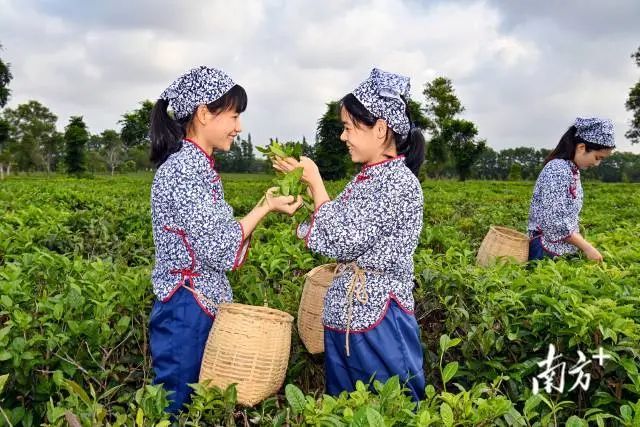 有关于指尖撷取“春之味”！“菠萝的海”旁边的3000亩春茶开摘的内容(5)