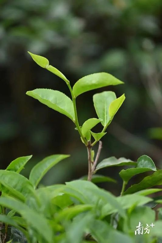 有关于指尖撷取“春之味”！“菠萝的海”旁边的3000亩春茶开摘的内容(3)