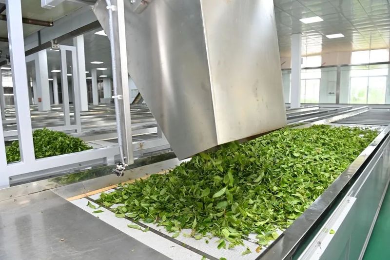 有关于指尖撷取“春之味”！“菠萝的海”旁边的3000亩春茶开摘的内容(6)