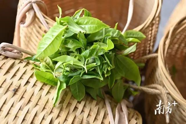 有关于指尖撷取“春之味”！“菠萝的海”旁边的3000亩春茶开摘的内容(4)