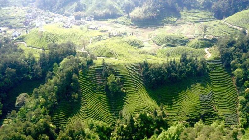 关于在中国名茶之都，聆听双世遗对话的资讯(2)