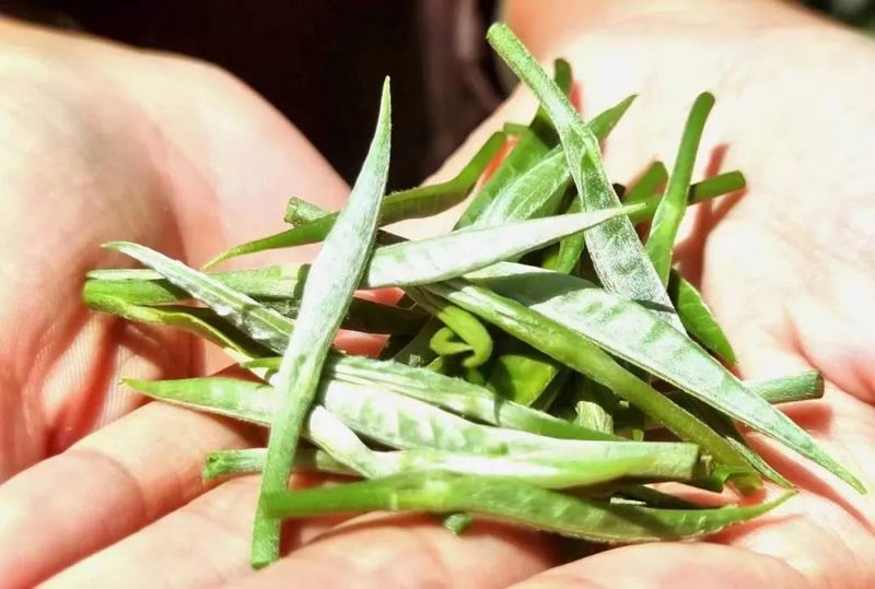 关于景谷区域公共品牌“景谷大白茶”发布会在昆明举行的消息(13)