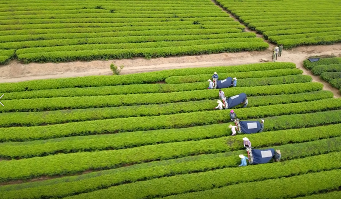 关于景谷区域公共品牌“景谷大白茶”发布会在昆明举行的消息(14)
