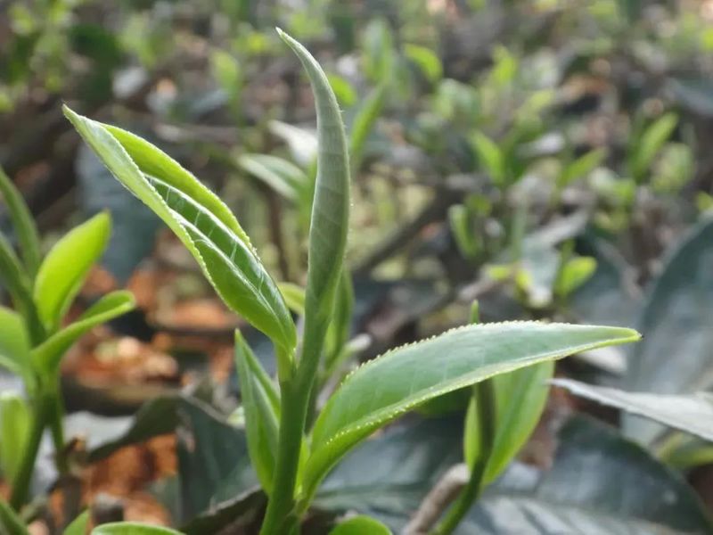 关于景谷区域公共品牌“景谷大白茶”发布会在昆明举行的消息(6)