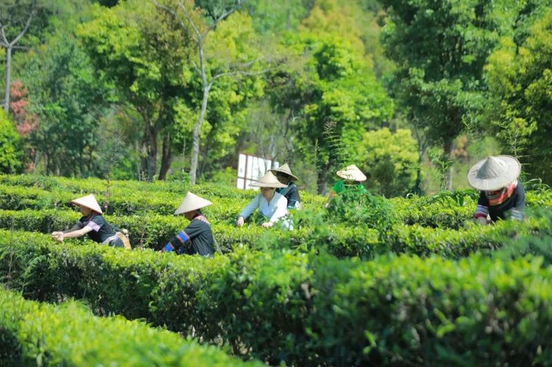 关于景谷区域公共品牌“景谷大白茶”发布会在昆明举行的消息(12)