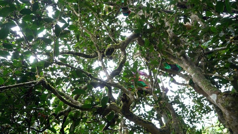 有关于普洱思茅：一方水土养一方茶 探秘老安寨古茶园的相关信息(7)